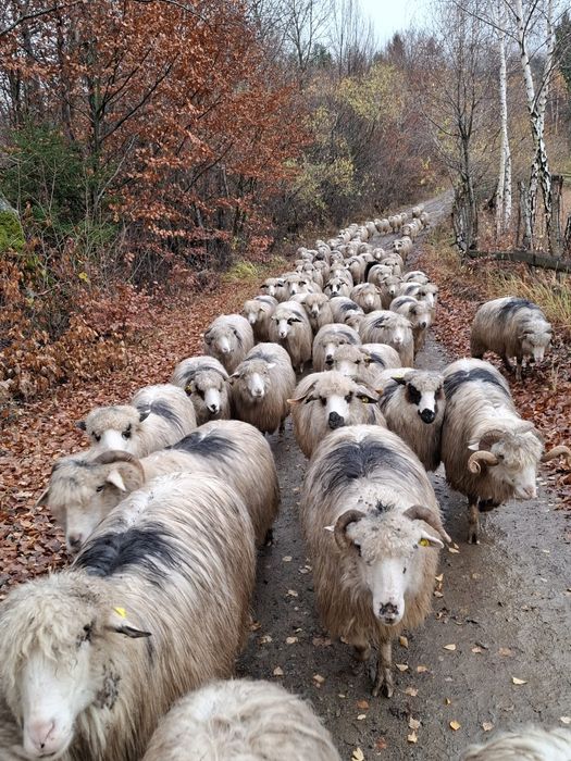 Vând îi tinere și frumoase