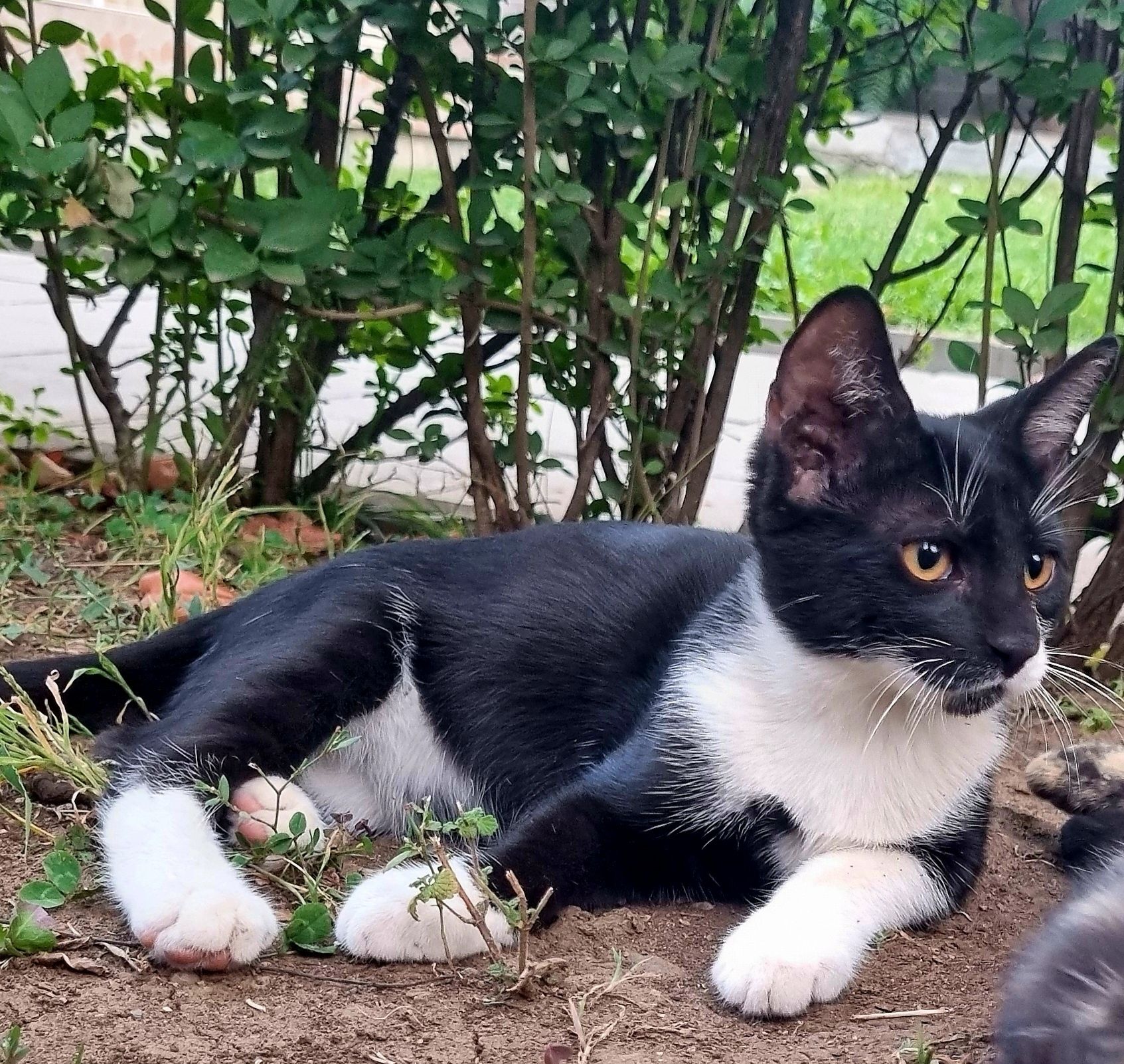 Мъжко коте търси дом!