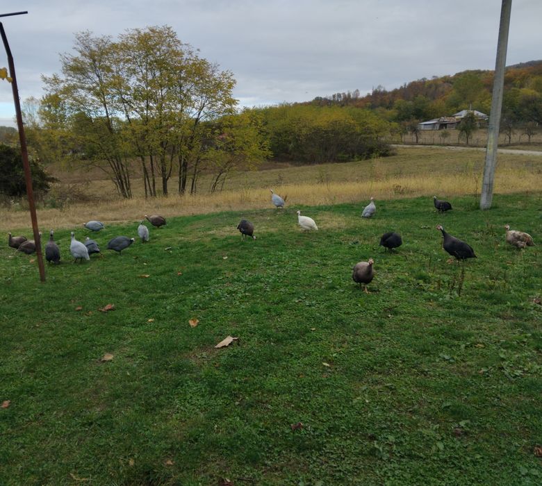 Vând masculi de bibilică