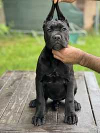 Cane corso negru