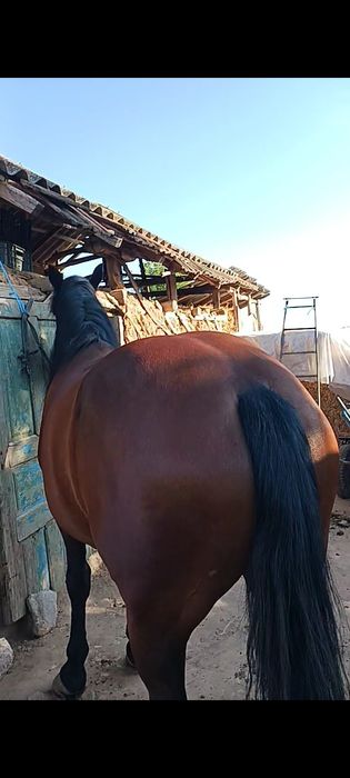 Vand iapa de 3 ani
