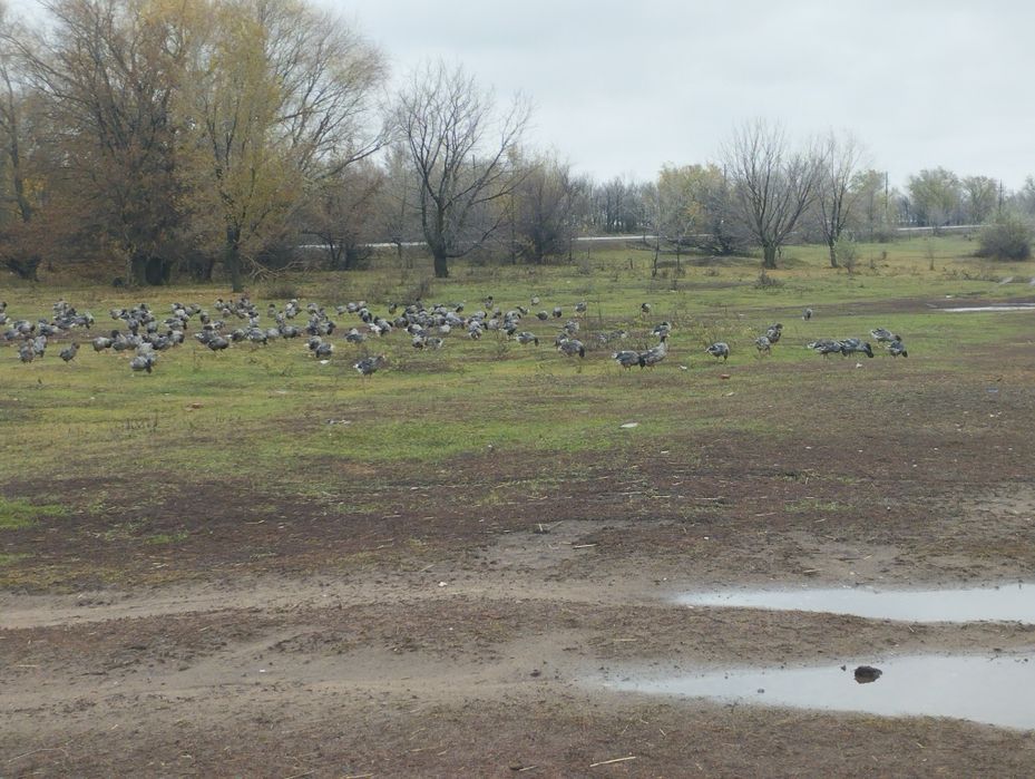 Гуси июньские 5 месяцев