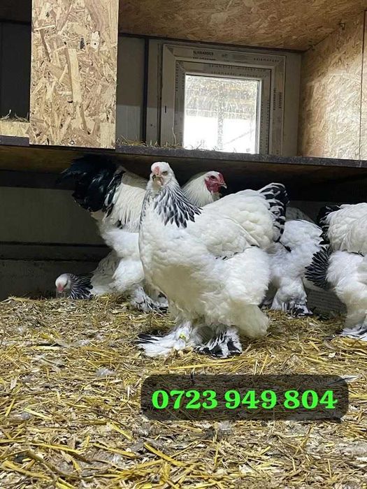 Pui de o zi si oua incubat Brahma Marans Sussex La Bresse Australorp