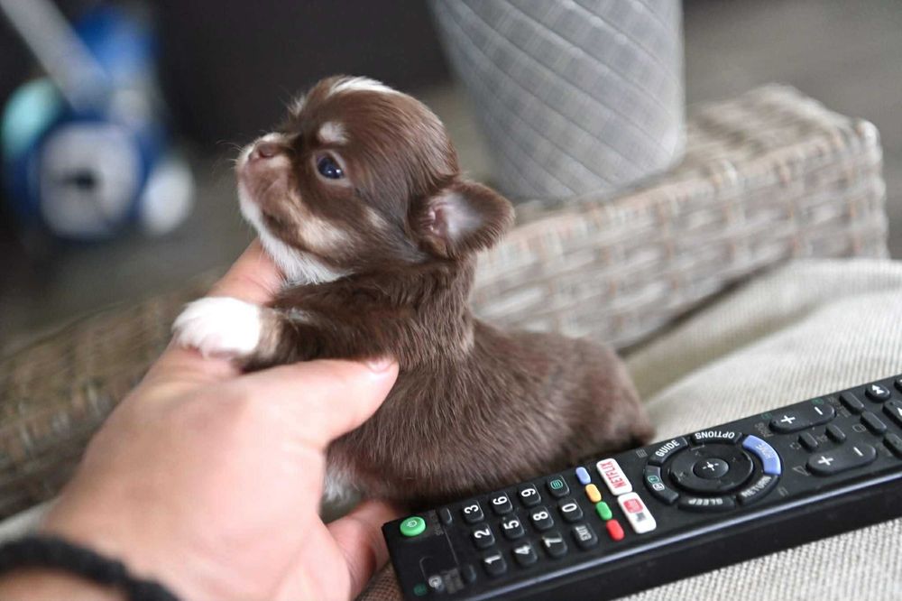 Женско миниатюрно чихуахуа шоколадов тен