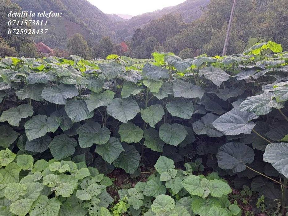 Nuci Chandler Aluni Migdal Mosmon Paulownia Pari Tarusi Tutori >RO UE