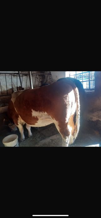 Vând vacă bălțată