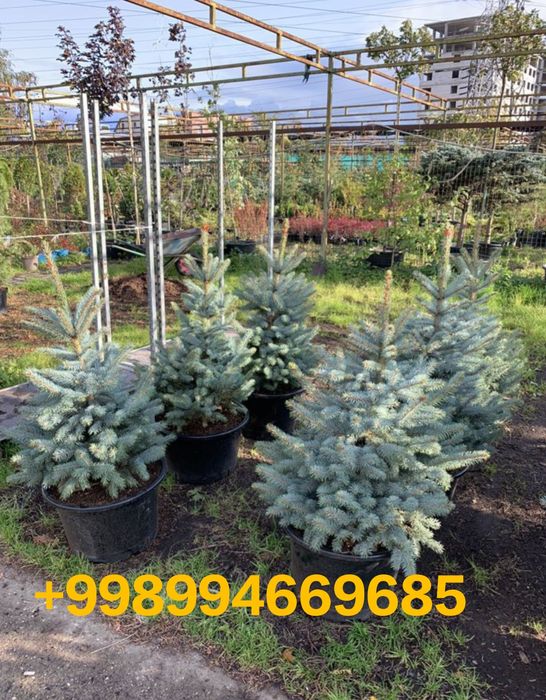 Evropa ignabargli va manzarali darahtlari