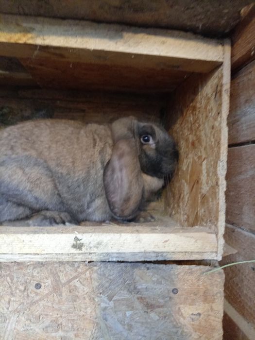 Iepuri rasa berbec german