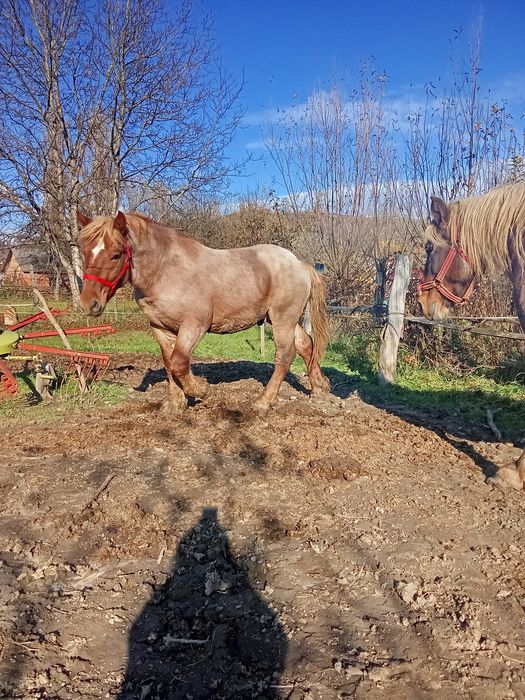 Mânz de vanzare Localitatea Zagra jud Bistrița Năsăud