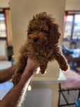 Pui rasa Caniche/Pudel Miniature