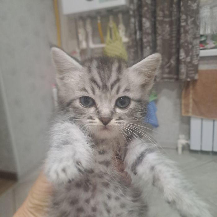 отдам добрые руки