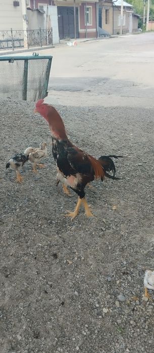 Корея Зот туллаги 2