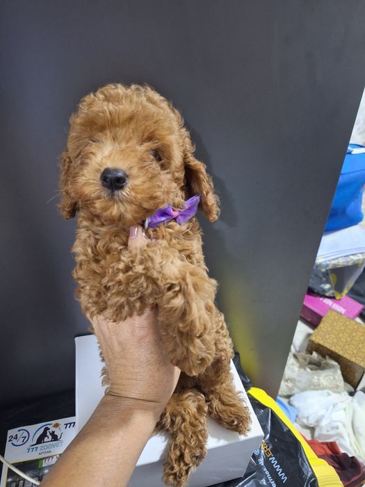 Мини той пуделя мальчики