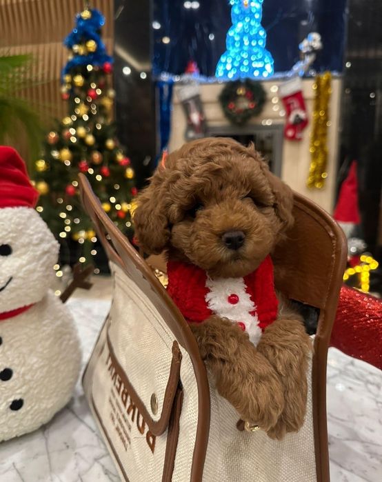 Скора новый год незнаети чем порадовать свои близких и родных