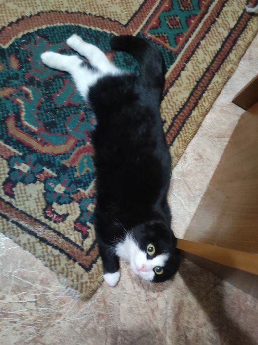 Котёнок 5месяцев , девочка