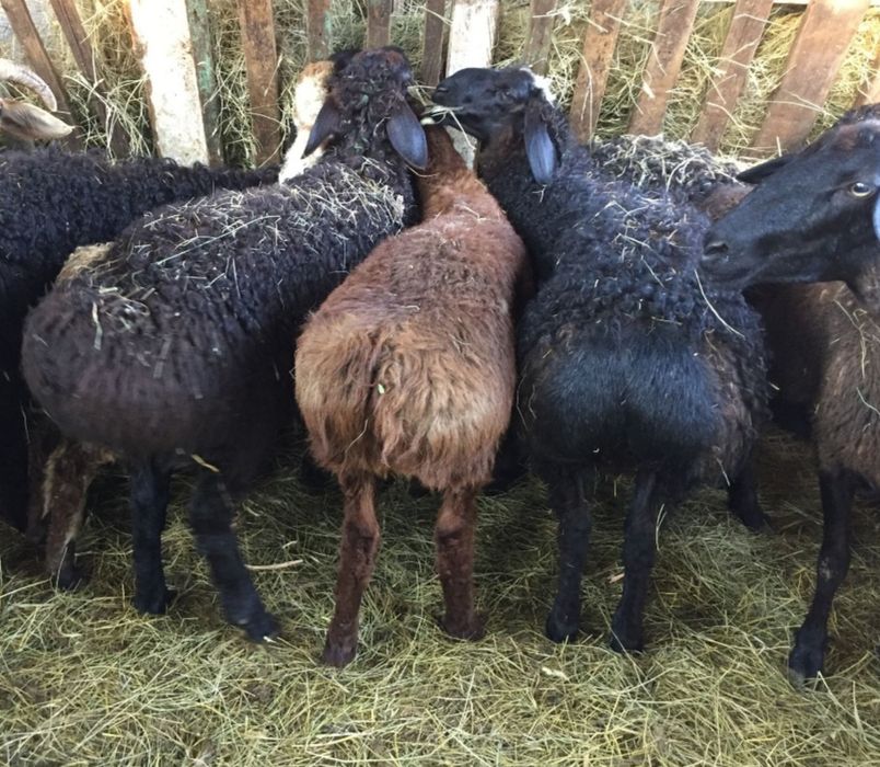 Кой сатылады семіз қазақйы тұсақ