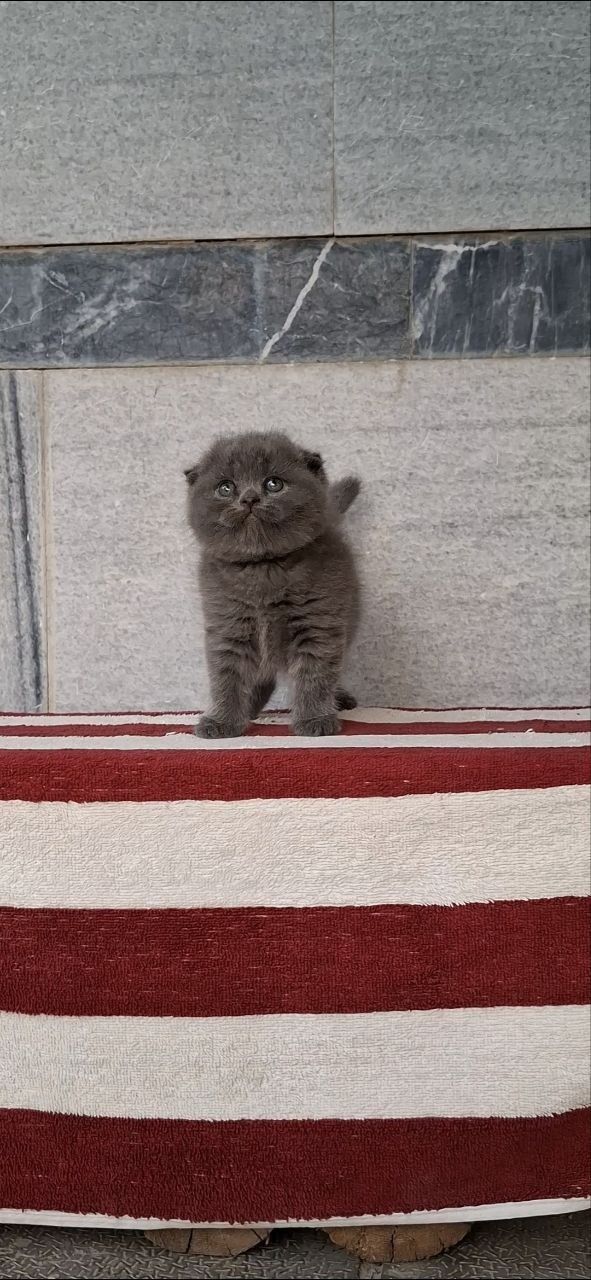 Продаю котят шиншил