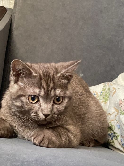 Котенок скоттиш страйт