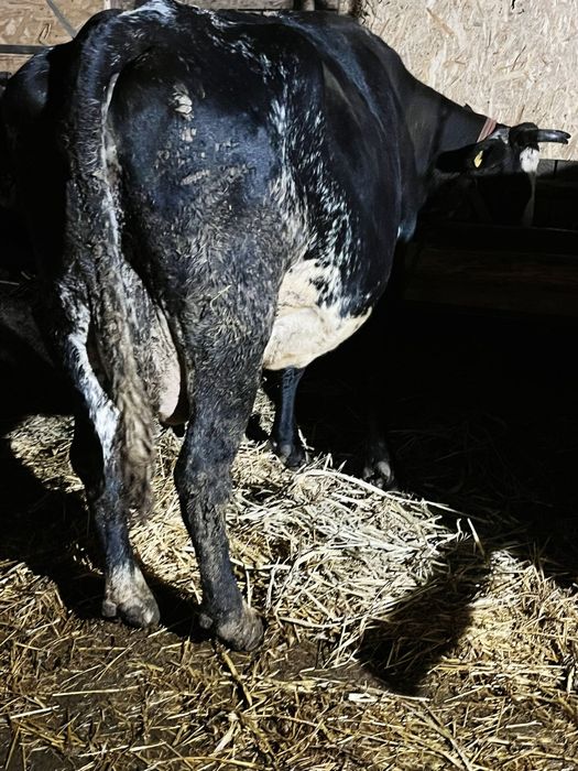 Ofer spre vanzare  vacute