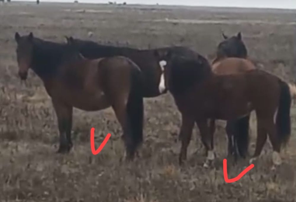 3 туган бие буаз,  Байтал 1,7ай