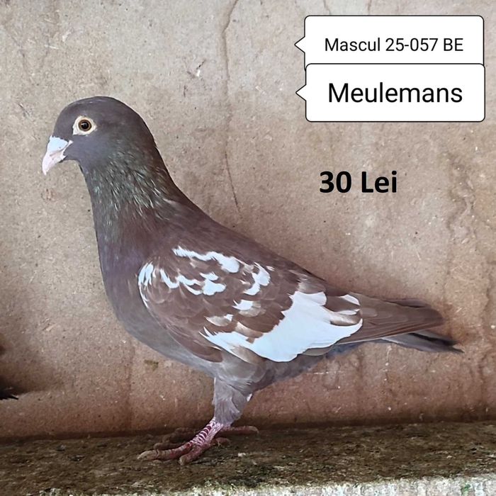 Porumbei Meulemans