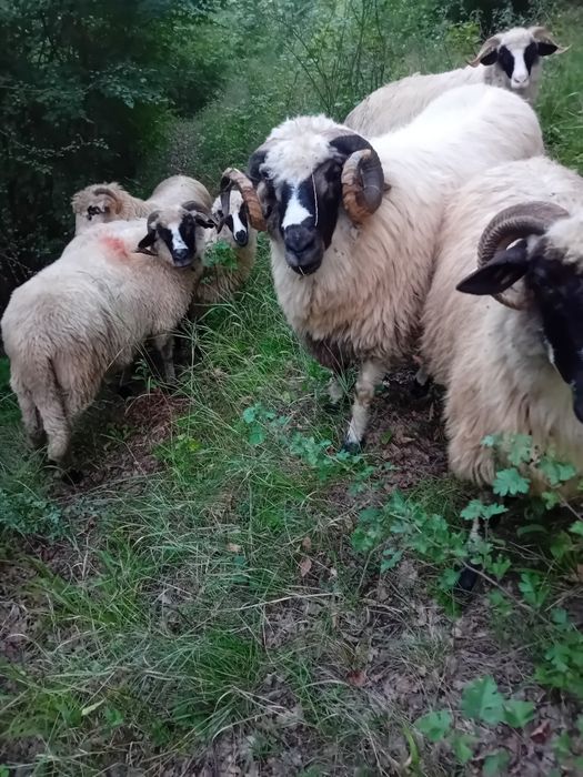 Vand schimb berbec breaz