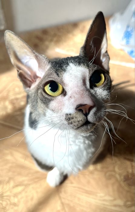 Сфинкс Лысая (велюровая)девочка