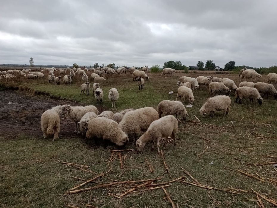 Oi de vânzare,115 bucăți
