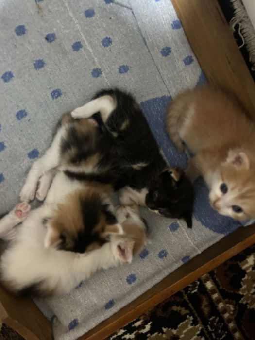Котята ищут дом и любящих хозяев