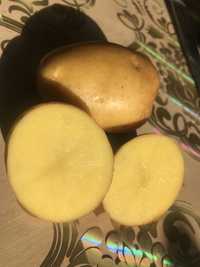Картошка едовая и семенная