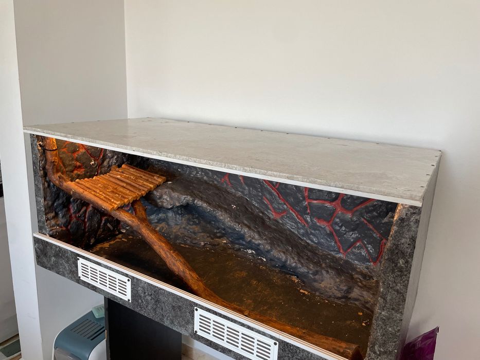 TERARIU Agama cu barba