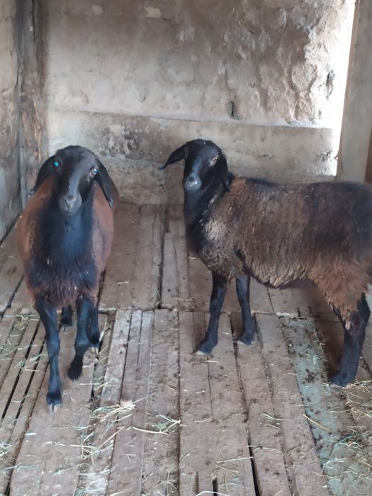 Қуй совликлар икки дона