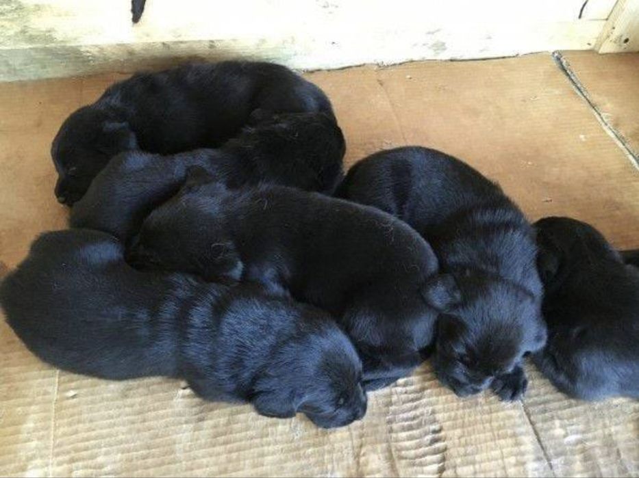 Чистогръмни лабрадор ретривър