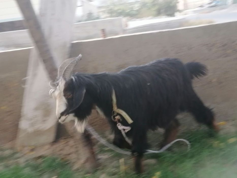 Echki sotiladi nar axta qilingan