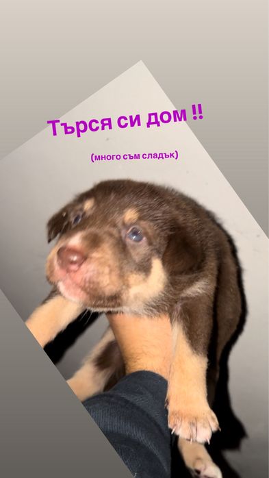 Бебе кучета. Средно големи, не много космати.