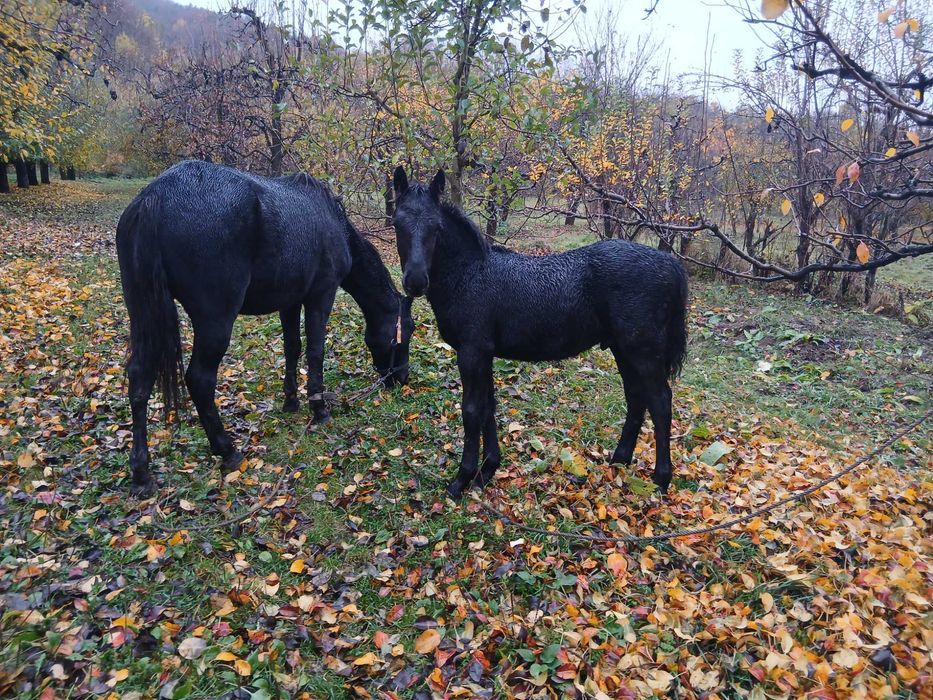 Iapa+ Manz  De vanzare