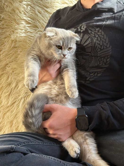 Срочно Продаётся Шотландских молодой парень