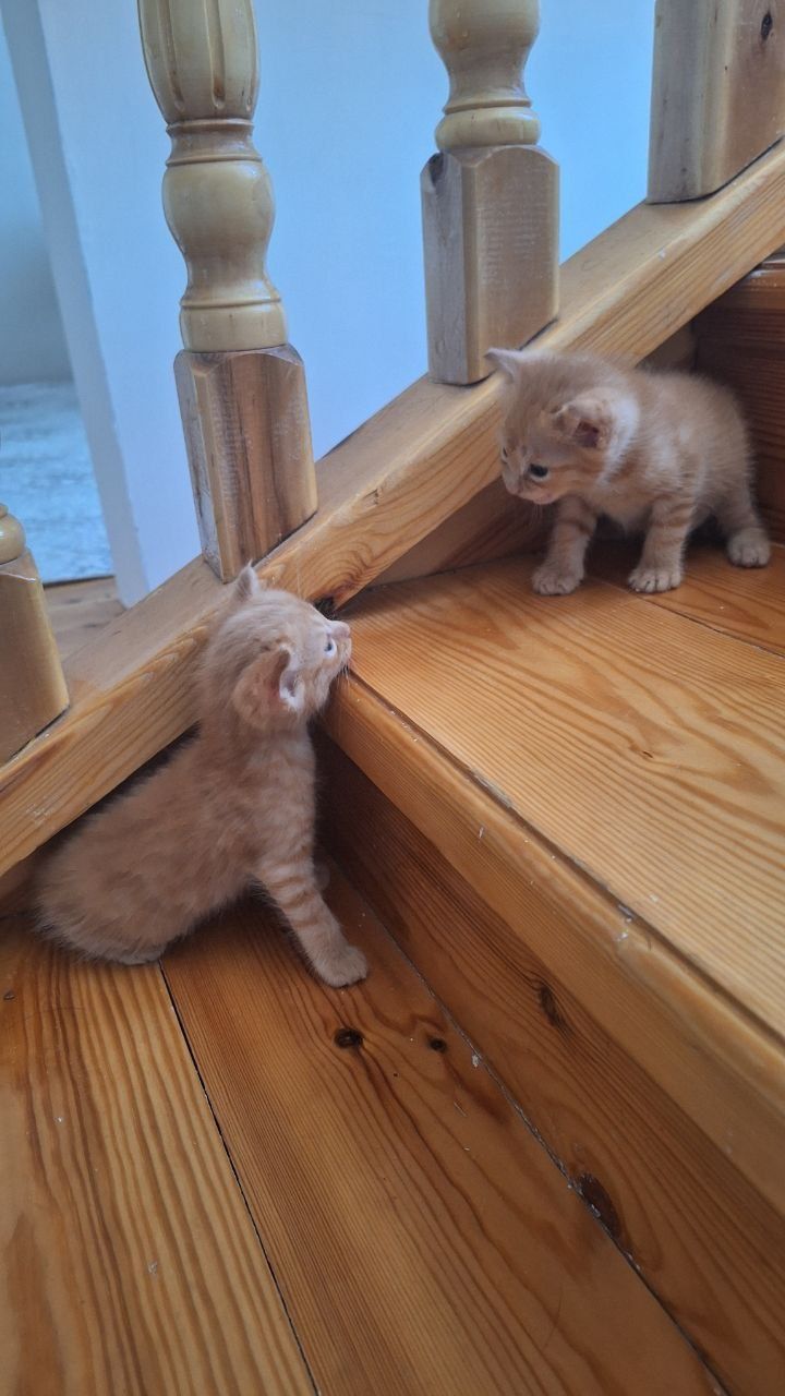 Отдам милых котят