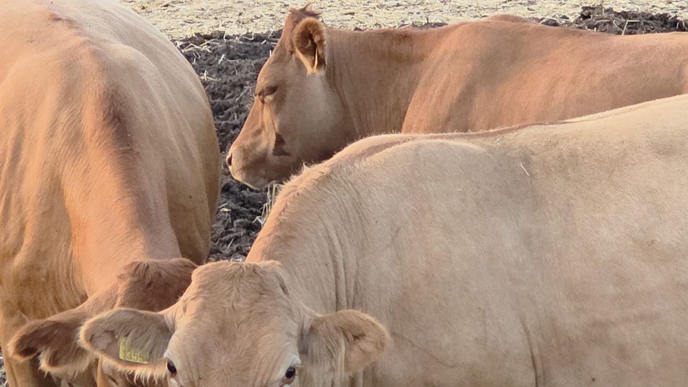 Juninci gestante, rasa Limousine