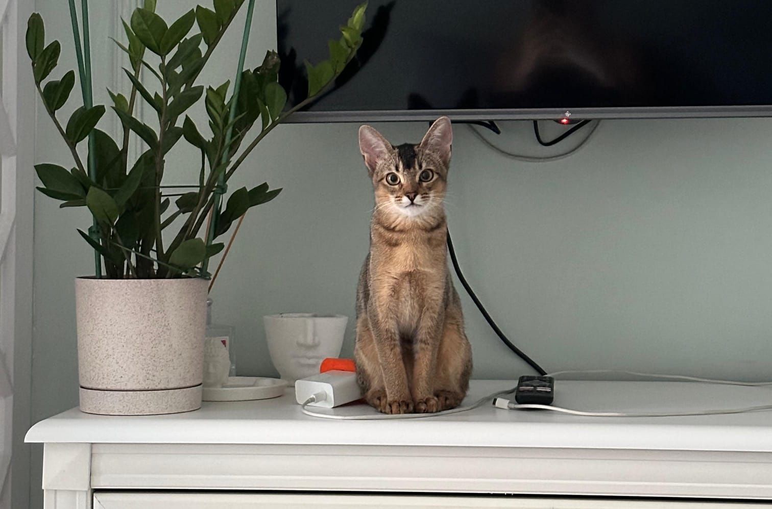 Чаузи котята окрасы разные