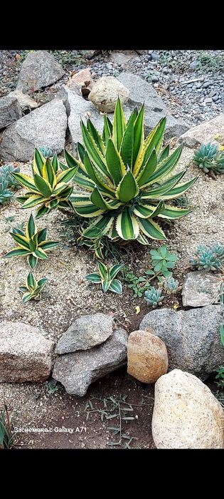 Агаве лофанта (Agave lophantha quadricolor)