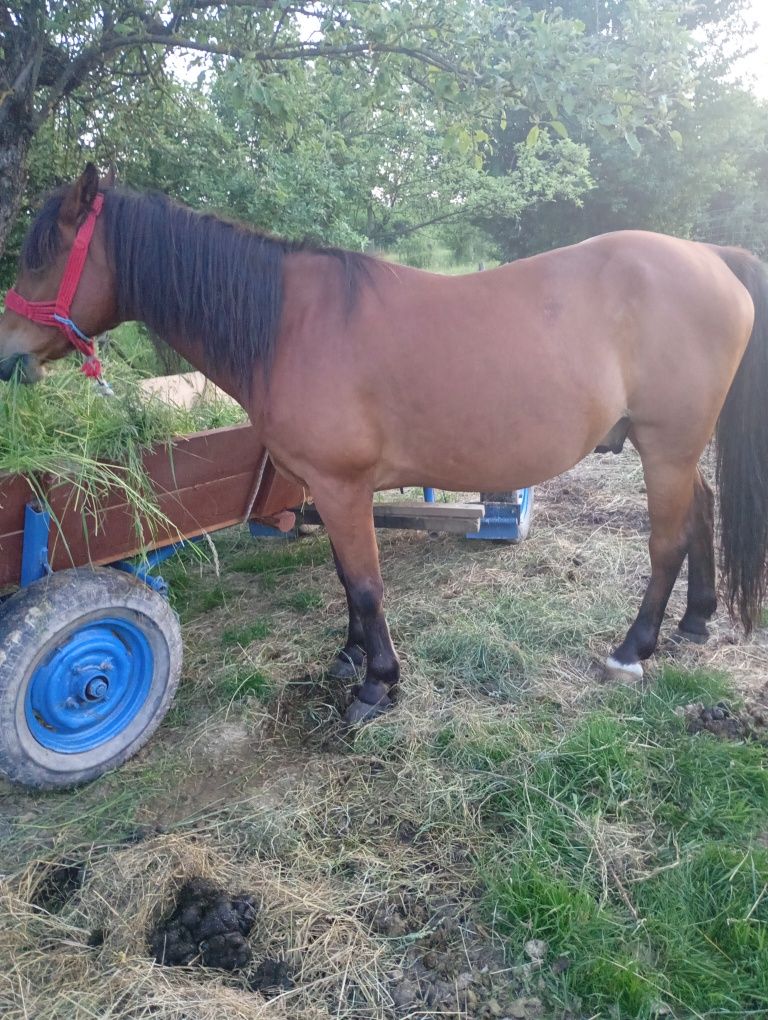 Vând cal de șase ani blând din toate punctele de vedere trage l