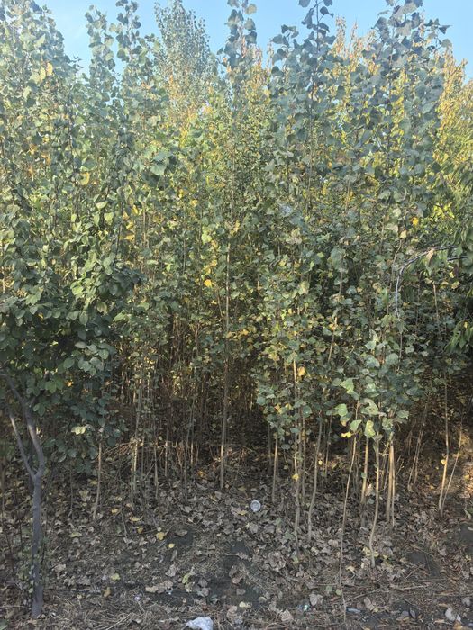 Терак Узбекистан нави