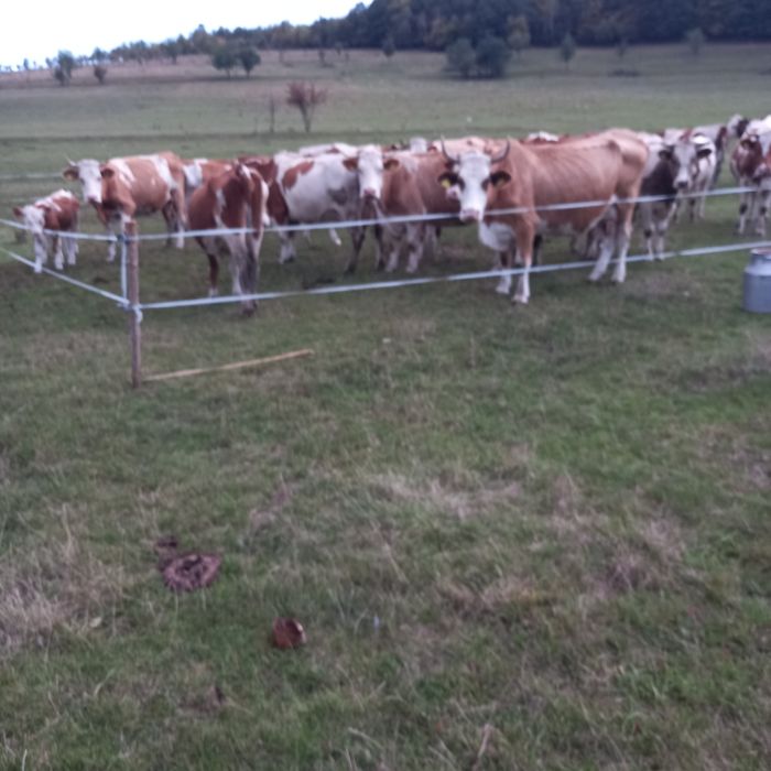 Vaci și juninci de vanzare