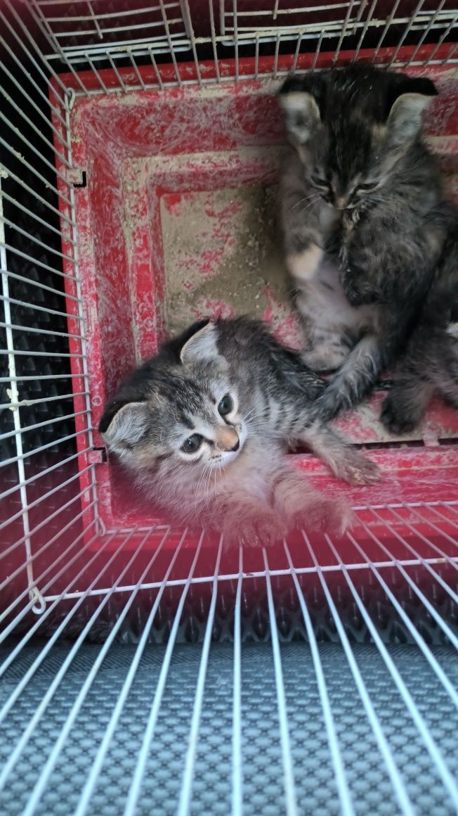 3 ta mushuk bolasini tekinga bervoraman