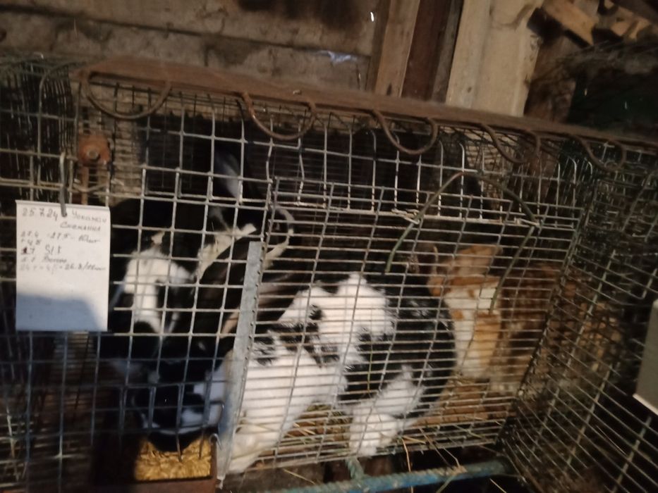 Кролики породы великан