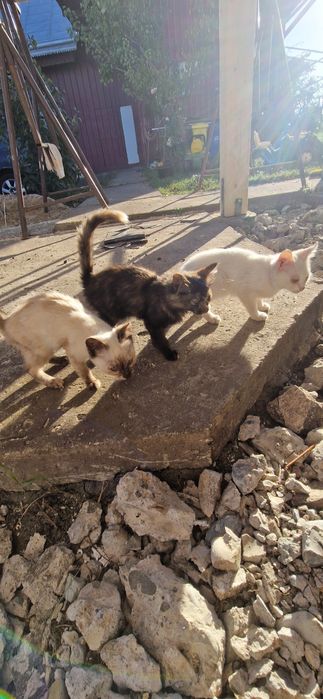 Domez 3 pui de pisică