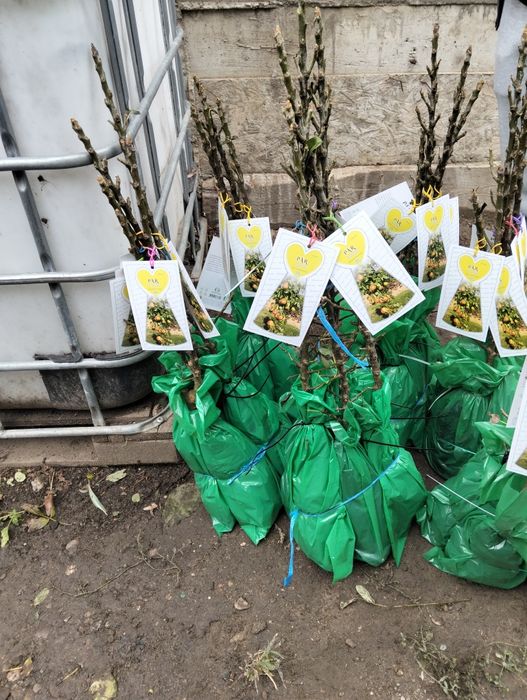 Pomi Fructiferi clasici și columnari