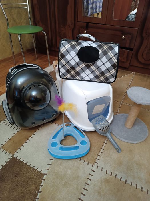 Для котят Комбо 30 000тг