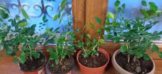 продам аглонемы, строманты, калатею, мурайю